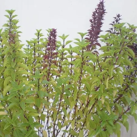 Minoa كاتابولا